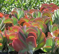 Kalanchoe