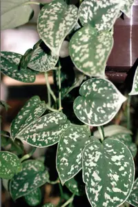 Satin Pothos (Scindapsus pictus) plant