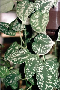 Satin Pothos (Scindapsus pictus) plant