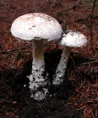 Smith's Amanita