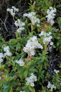 Cudweed (Anaphalioides trinervis) plant