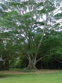 pacay (Inga feuillei) plant