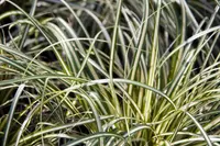 Japanese sedge