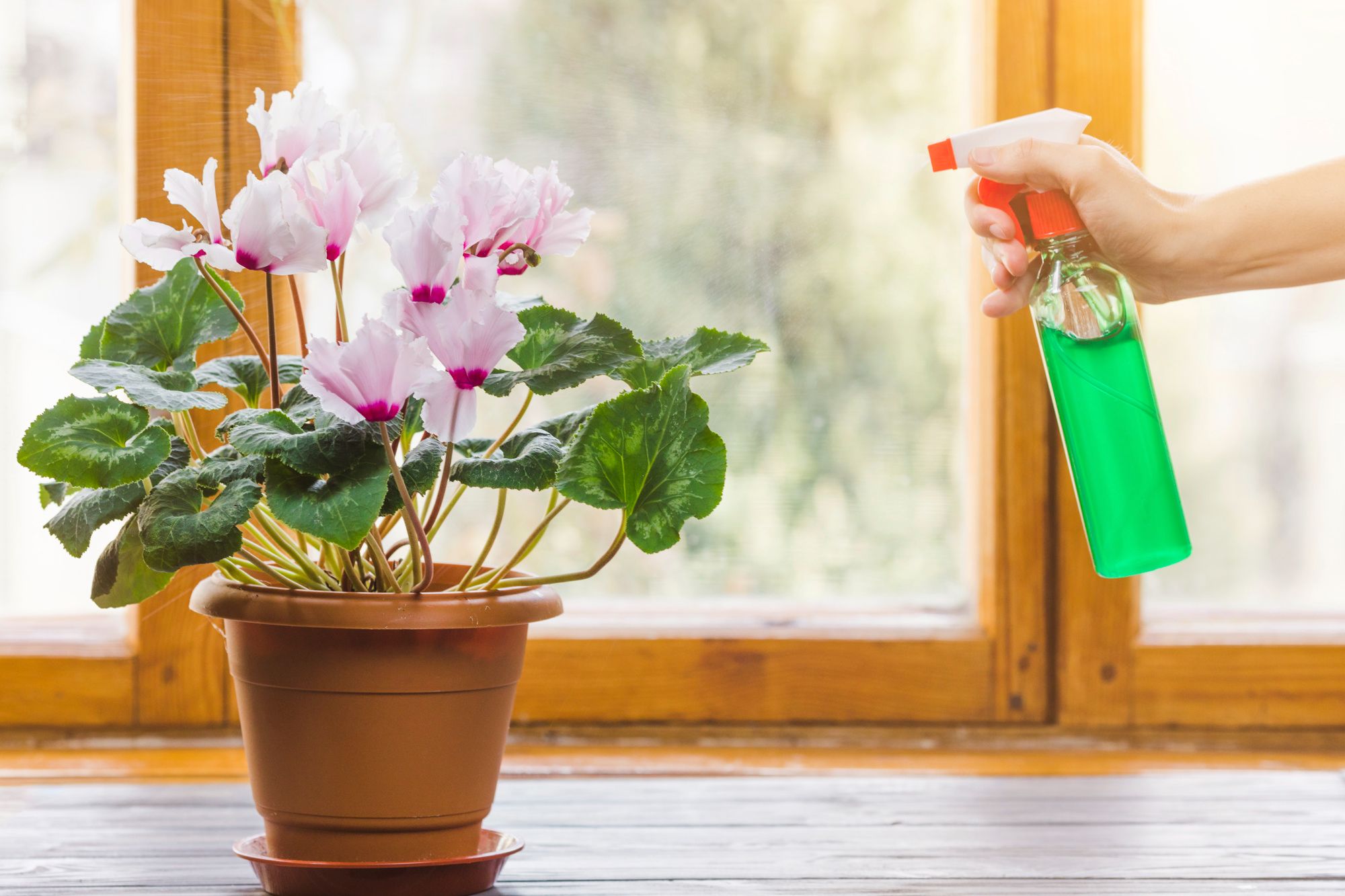 What Misting Does for Plants
