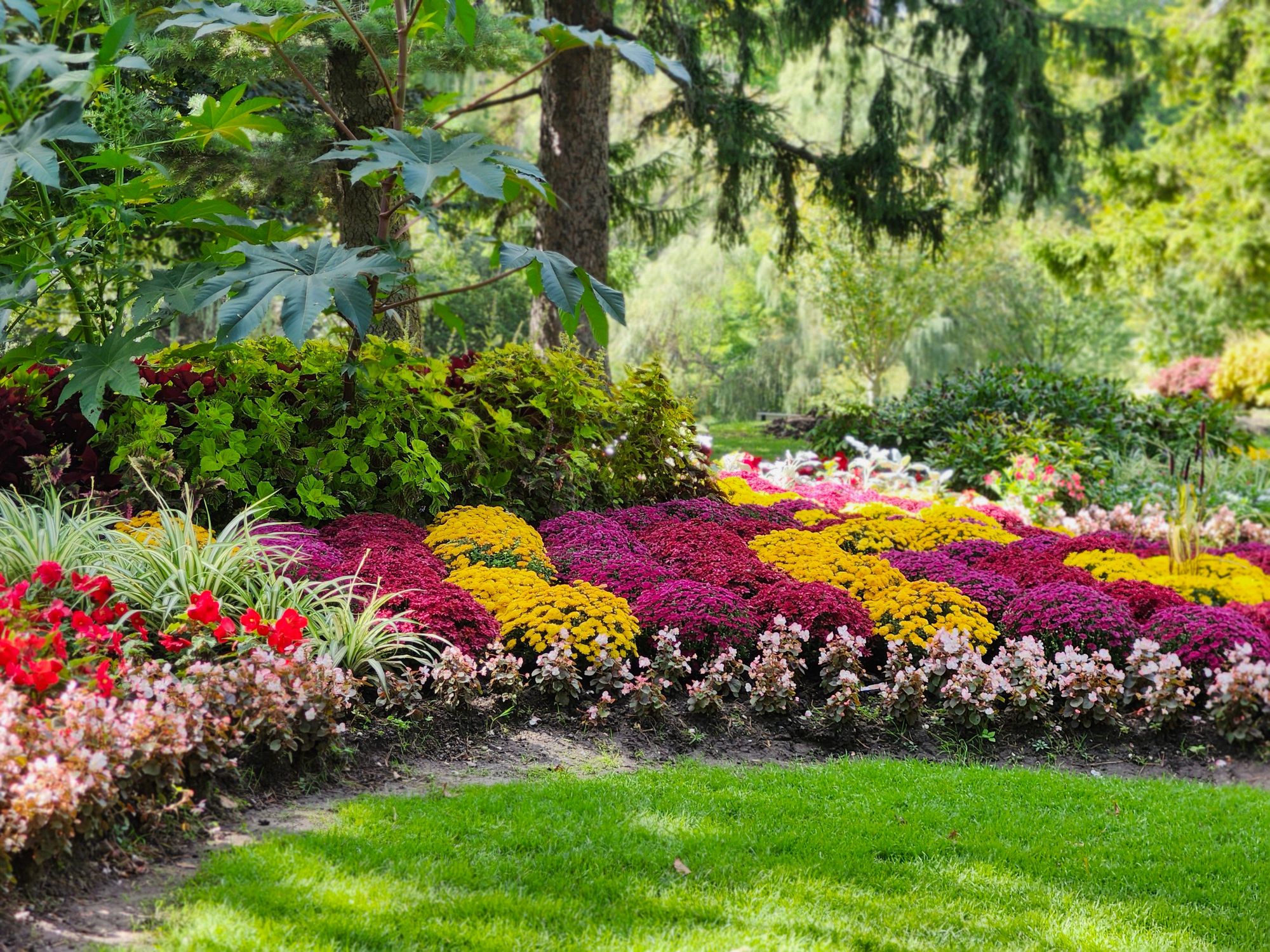 Plants in the garden