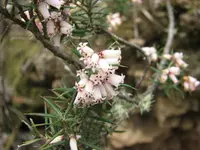 peach heath