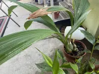 Peristeria elata