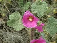 bristly hollyhock