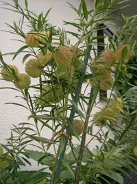 balloonplant (Gomphocarpus physocarpus) plant