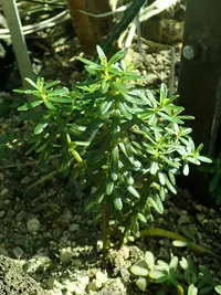 Peperomia galioides