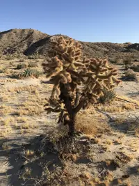 Hoffmann's teddybear cholla