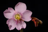 Natal Sundew