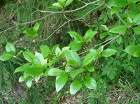 Japanese fig