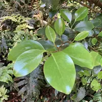 New Zealand Broadleaf (Griselinia littoralis) plant