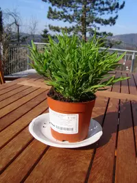 Pogonatherum paniceum