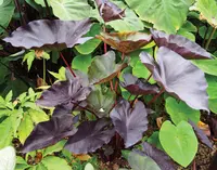 Imperial Taro