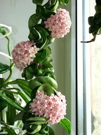 Wax Plant (Hoya carnosa 'Compacta') plant