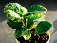 Peperomia obtusifolia in the pot