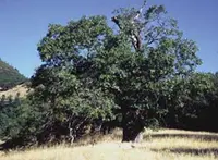 California black oak (Quercus kelloggii) plant