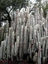 Silver torch cactus