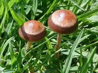 belted panaeolus