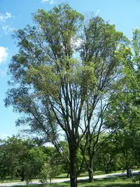 Siberian elm