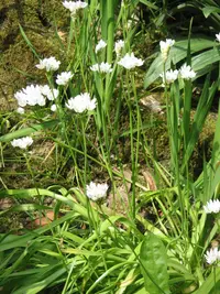 white garlic