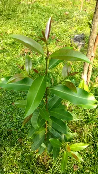 Java plum