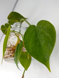 heartleaf philodendron (Philodendron cordatum) plant