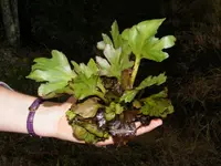 floating antlerfern