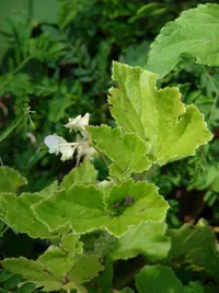 Brazilian begonia