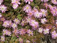showy dewflower