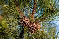 eastern white pine (Pinus strobus) plant
