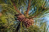 eastern white pine (Pinus strobus) plant