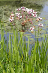 Flowering-rush