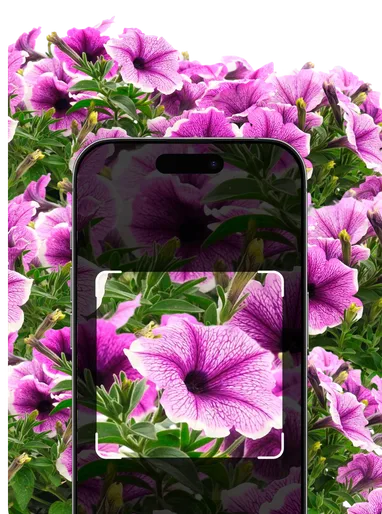 Annual Identification – Hero Mobile