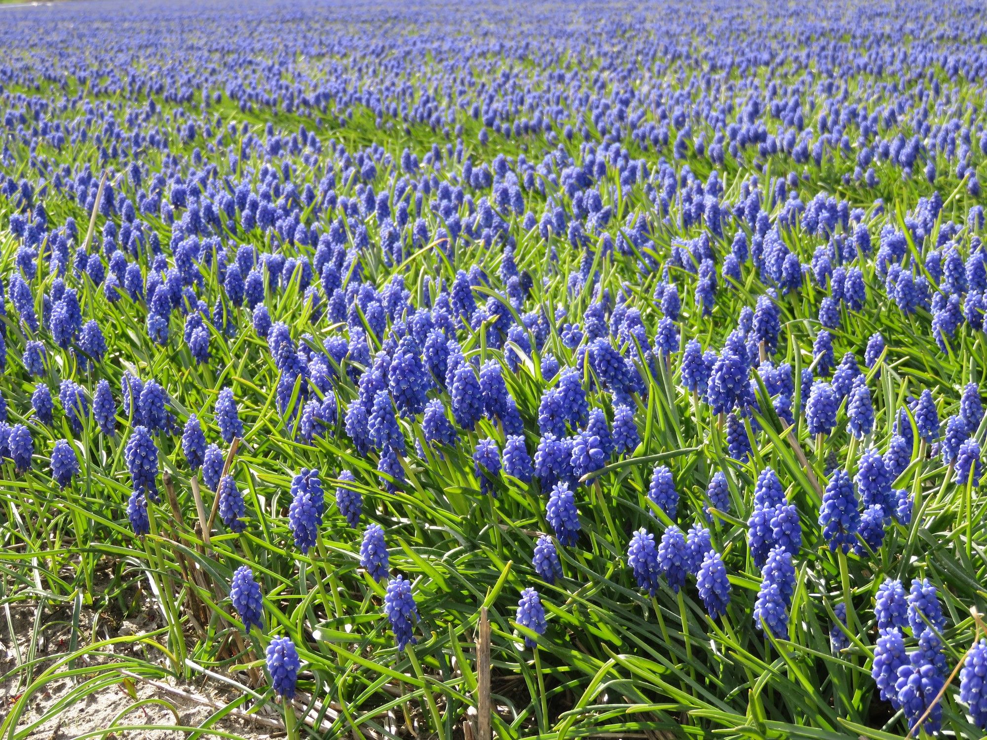 Toxic Flowers May Hold the Key to Potent New Medicines