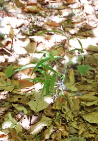 northern shorthusk