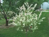 Dappled willow