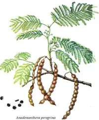 cohoba tree (Anadenanthera peregrina) plant