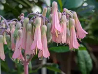Kalanchoe daigremontiana
