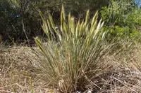Austrostipa densiflora