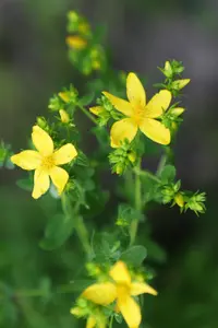 St. John's wort (Hypericum perforatum) plant