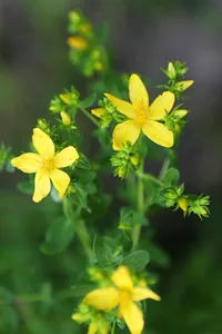 St. John's wort
