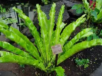 Japanese bird's-nest fern
