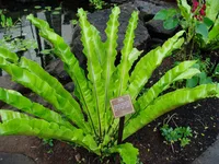 Japanese bird's-nest fern (Asplenium antiquum) plant