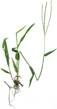 southern crabgrass