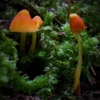 tangerine bonnet