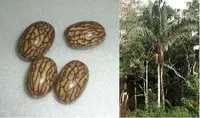 patawa