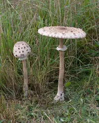 Parasol (Macrolepiota procera) plant